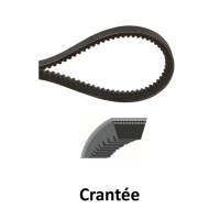 Courroie Crantée